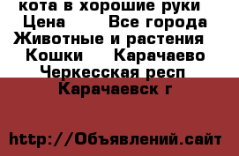 кота в хорошие руки › Цена ­ 0 - Все города Животные и растения » Кошки   . Карачаево-Черкесская респ.,Карачаевск г.